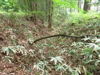 Koiwatakejou (2).JPG