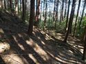 Kokashingushi6.jpg