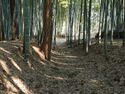 Uchikoshikoka13.jpg