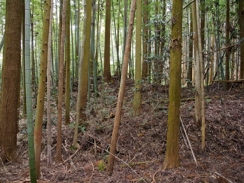 File:Yakamitanba6.jpg