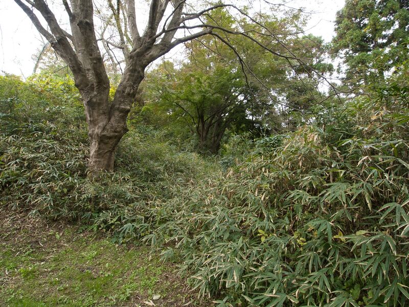 File:Iwakiri24.jpg