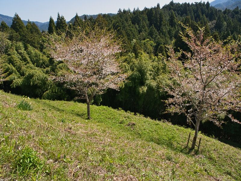 File:Kanbayashi18.jpg