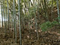 Shimoyamakita15.jpg