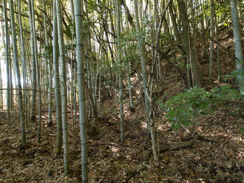File:Shimoyamakita15.jpg