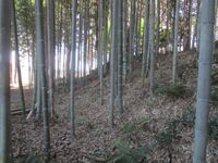 Ohnodajou (10).jpg