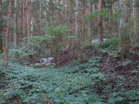 JikouinYakata2022 (1).JPG