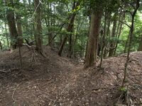 Nyoigatake29.jpg