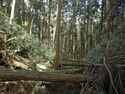 Ogawanakanokoka13.jpg
