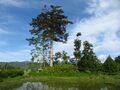 Thumbnail for version as of 16:31, 21 May 2020