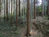 MikawaOhsawajou005.jpg