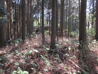 EnryakujiKitataniToride2.JPG