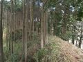 Thumbnail for version as of 12:30, 18 July 2022