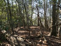 Shogunyama38.jpg