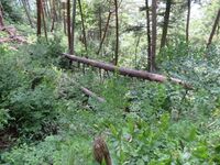 Takaharasuwa (13).JPG