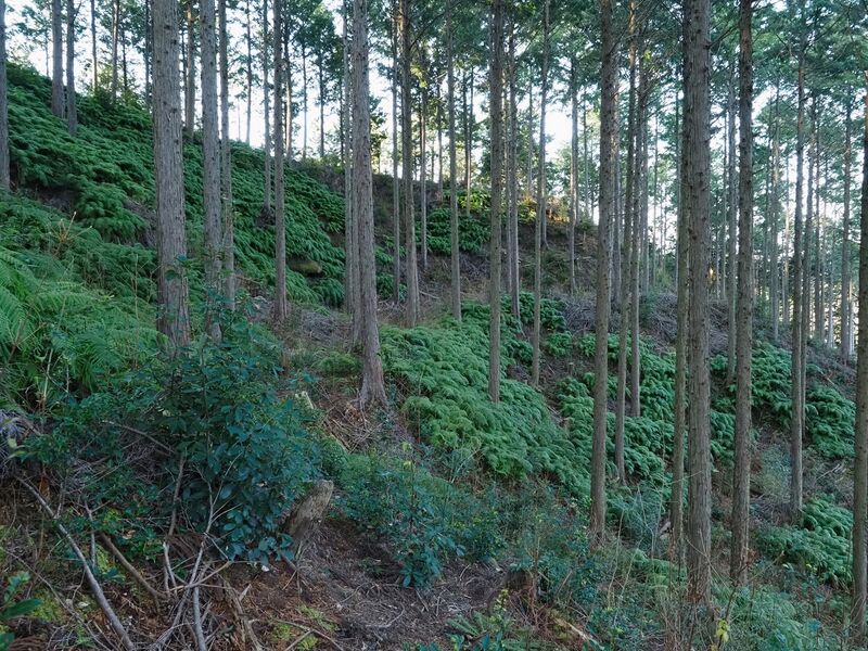 File:Matsudairajo25.jpg
