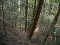 Ogawanakanokoka10.jpg