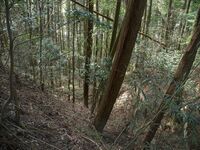 Ogawanakanokoka10.jpg