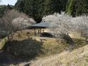 Ogawakoka12.jpg