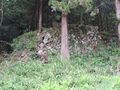 Thumbnail for version as of 09:38, 8 June 2021