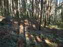 Kokashingushi3.jpg