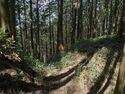 Ogawanakanokoka3.jpg