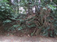 EchigoKiyosakijou (13).JPG