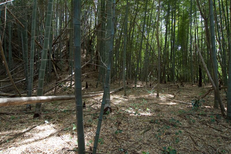File:Ushiku21.jpg