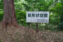 Kazurayama29.jpg