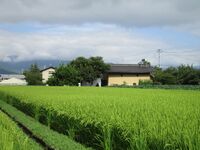 ShibutamiYakataB (3).JPG